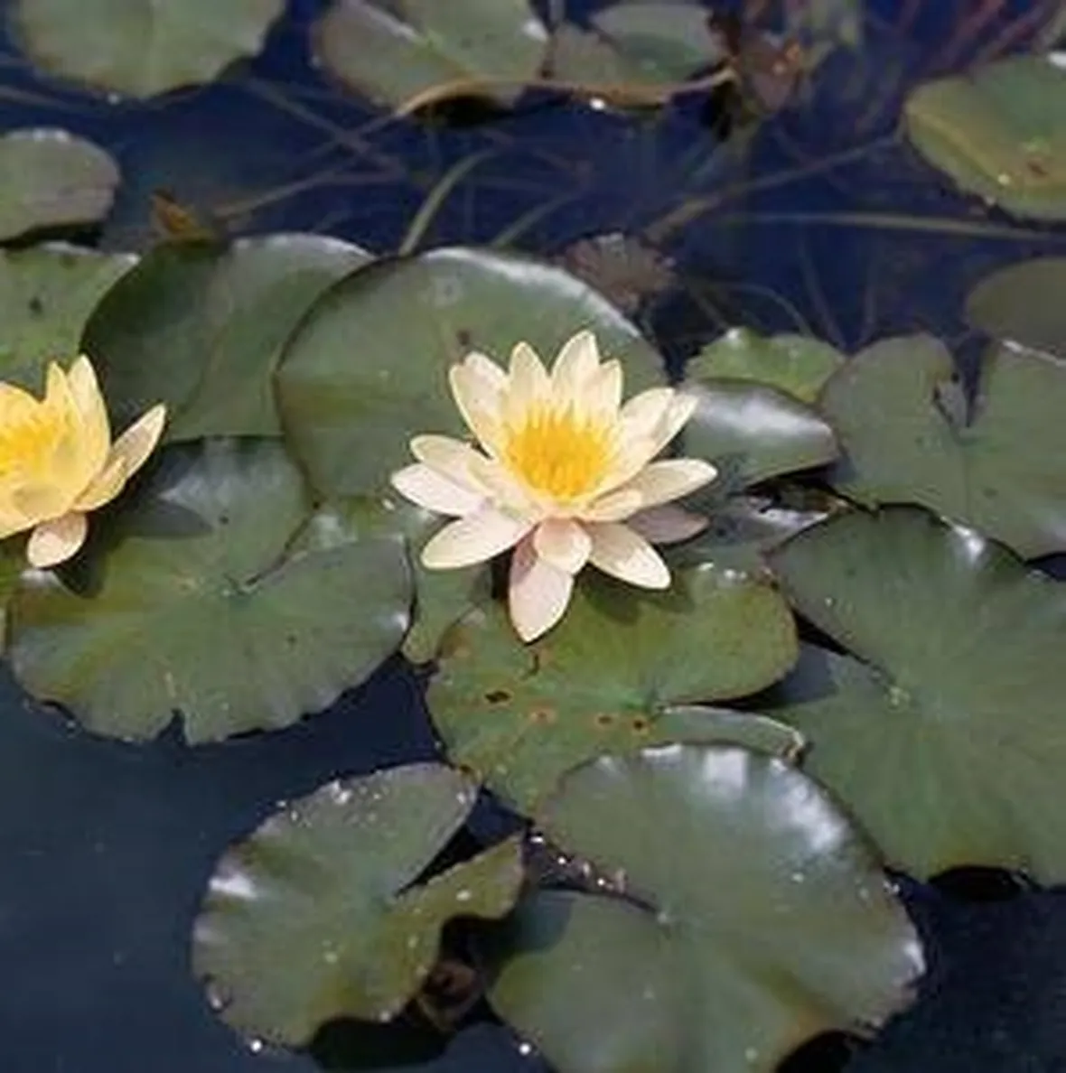 Vendita piante acquatiche