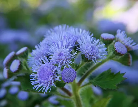 macro fiori agerato