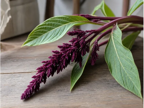Infiorescenze dell'amaranthus