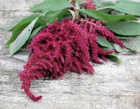Infiorescenze dell'amaranthus