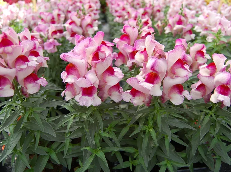 Antirrhinum majus