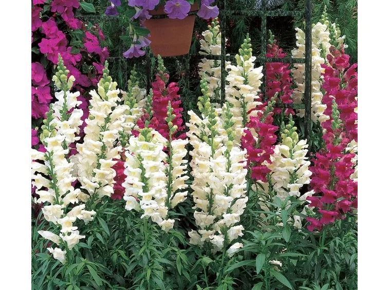 Antirrhinum