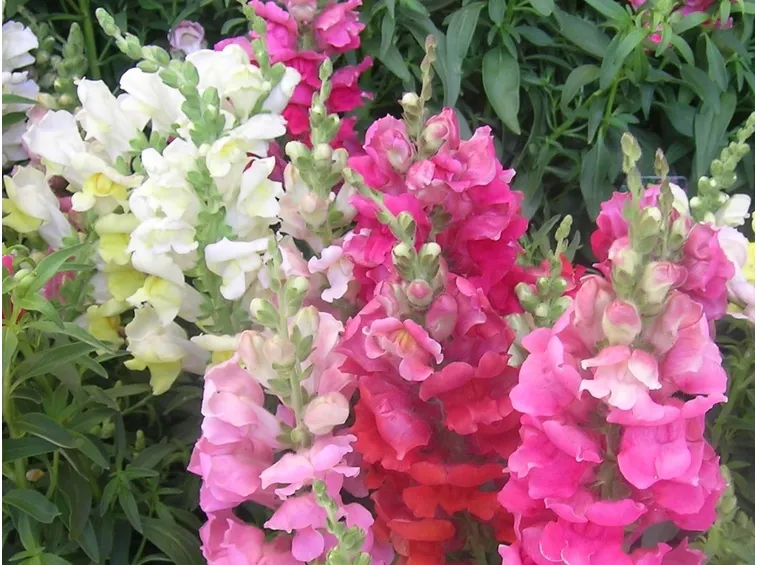 Antirrhinum