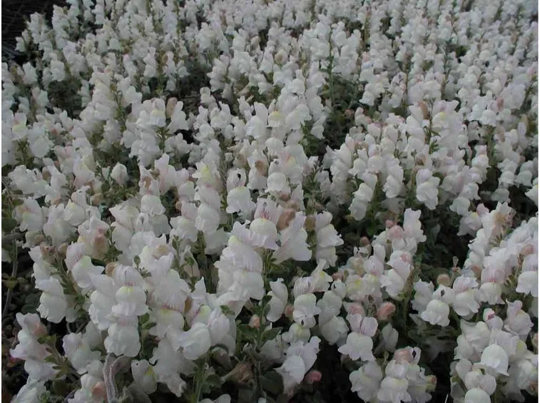 Antirrhinum hispanicum