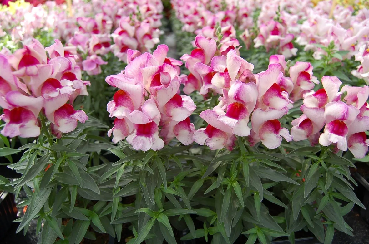 Antirrhinum majus