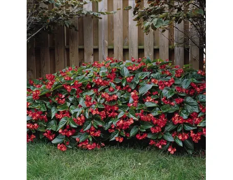 Begonia dragon