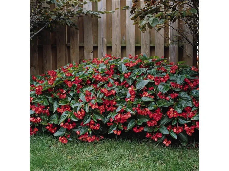 Begonia dragon