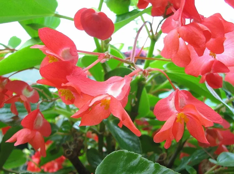 Begonia dragon