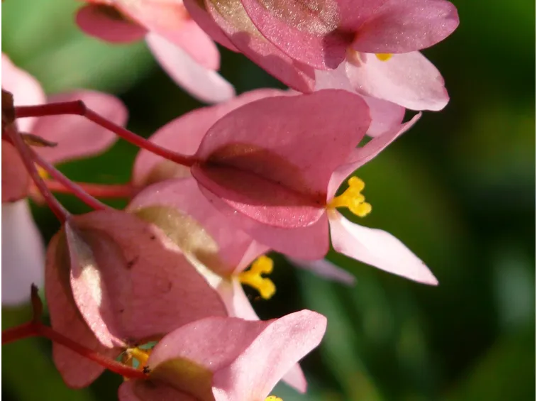 Begonia dragon