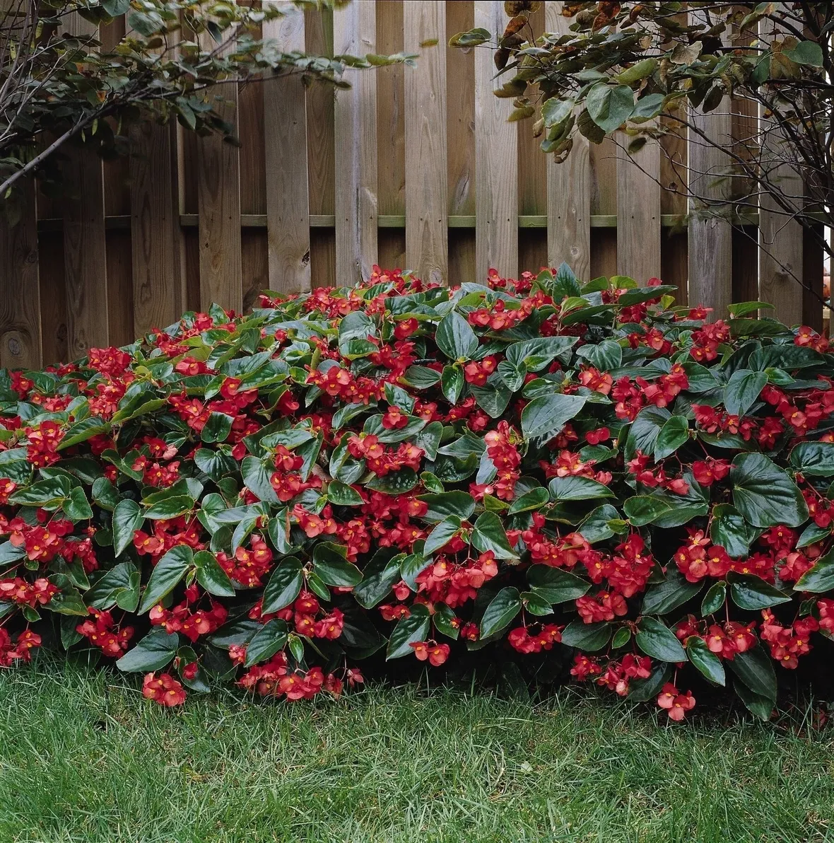 Begonia dragon