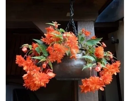 Begonia pendula