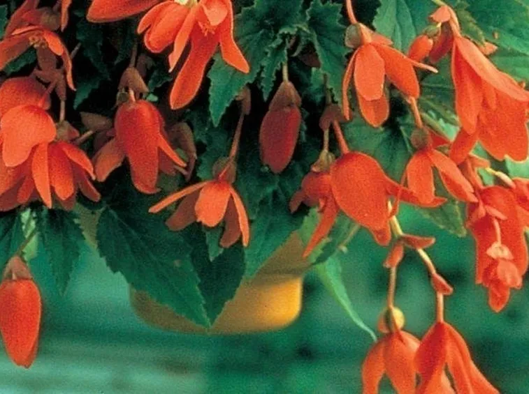 Begonia pendula