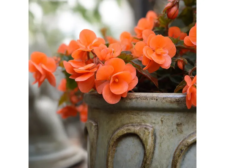 begonia