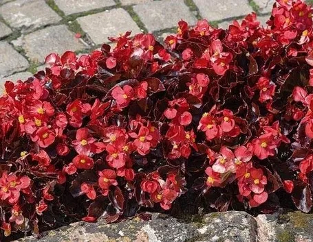 Un'aiuola di begonia semperflorens dai fiori rossi e dal fogliame bronzeo