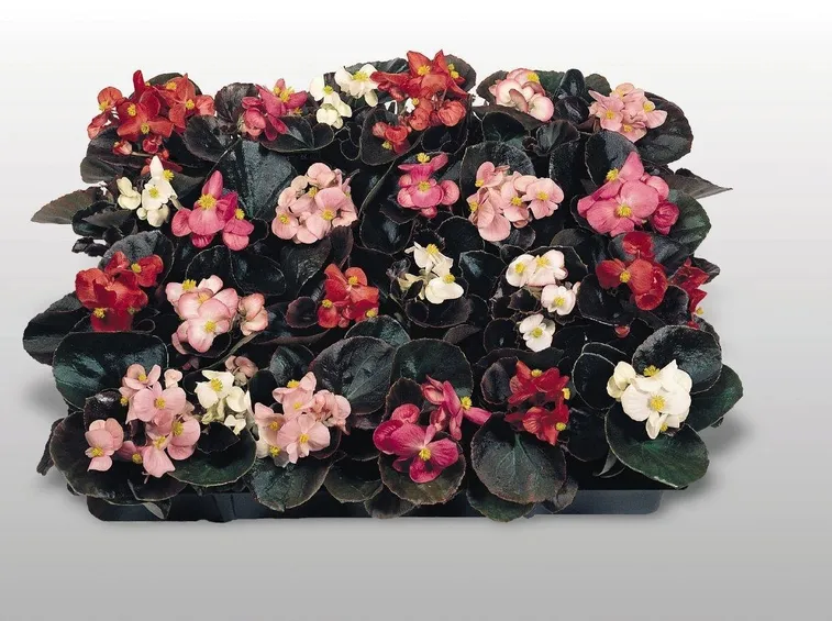 Piantine di begonie semperflorens di vari colori