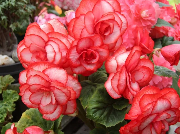 Un particolare dei fiori della begonia semperflorens
