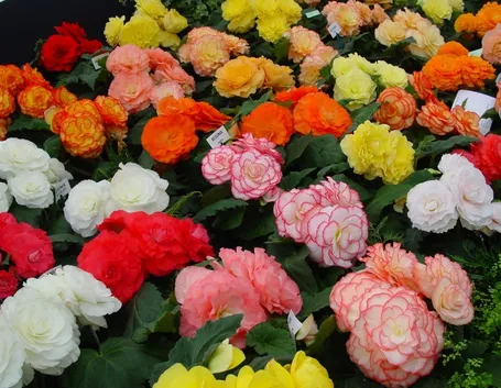fiori begonia