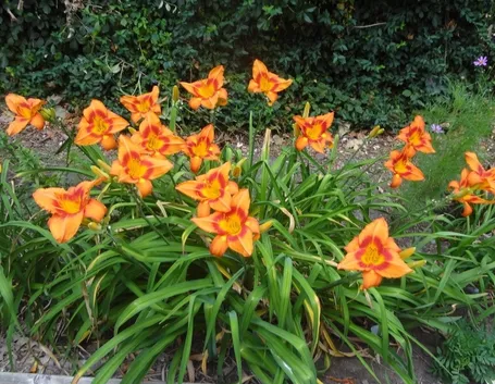 Piante e fiori di Hemerocallis