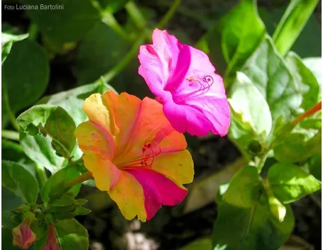 Un esempio di bella di notte dai fiori bicolori
