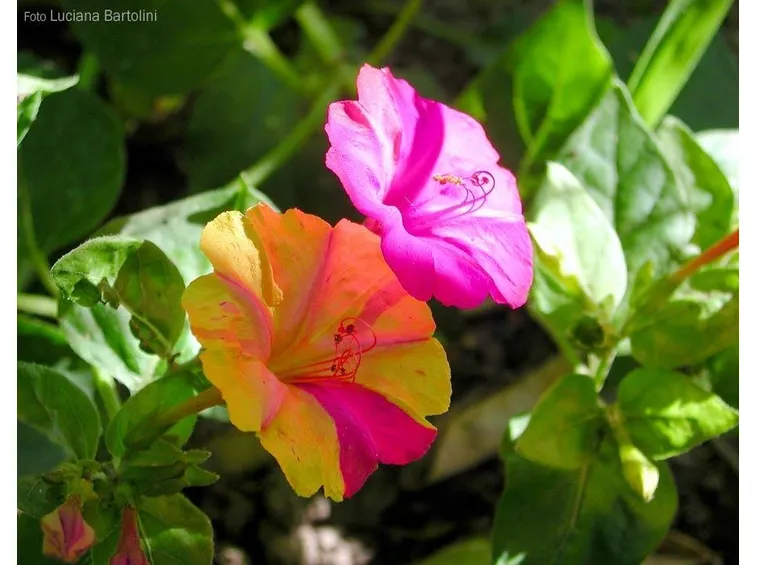 Un esempio di bella di notte dai fiori bicolori