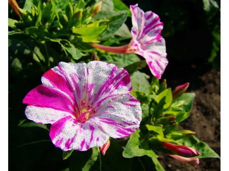 Un bellissimo fiore striato di una bella di notte