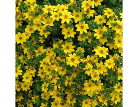 fiori bidens