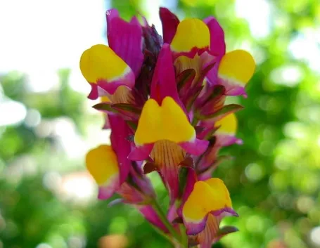 Un bellissimo fiore di bocca di leone