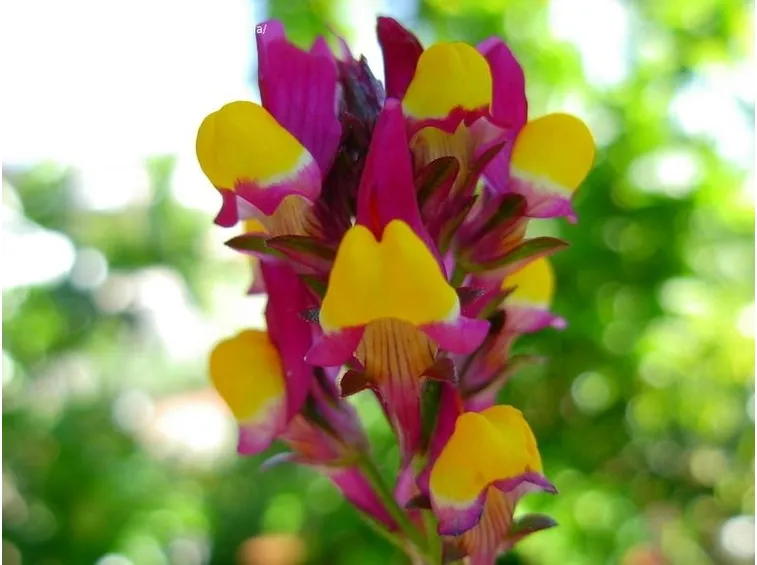 Un bellissimo fiore di bocca di leone