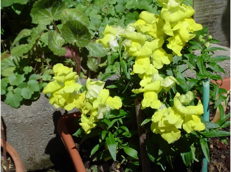 Bocche di leone coltivate in vaso