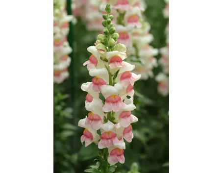 Bocche di leone rosa