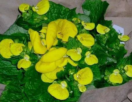 calceolaria