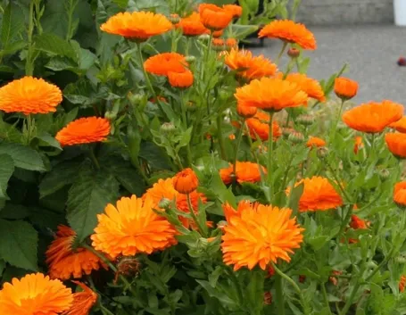calendula