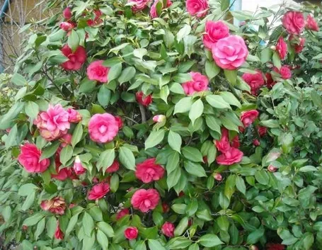 Una pianta di camelia
