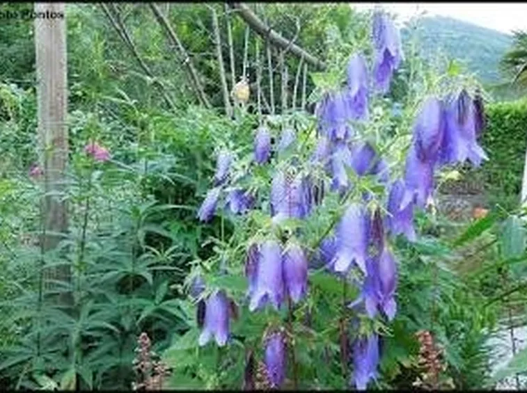 campanula1
