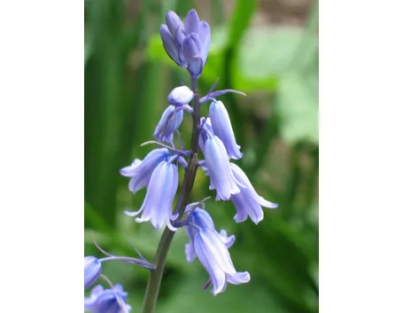 Campanula
