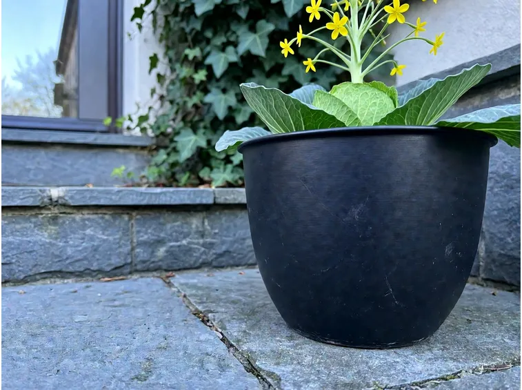 Fine ciclo e fioritura del cavolo ornamentale in vaso