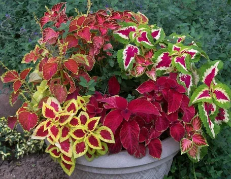 Coleus