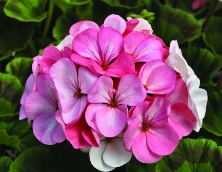 Bellissimo fiore di geranio