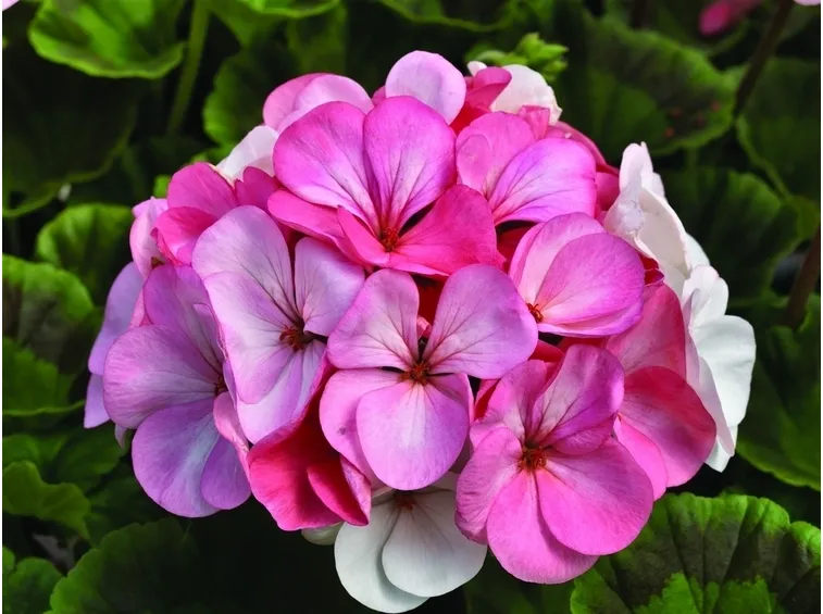 Bellissimo fiore di geranio