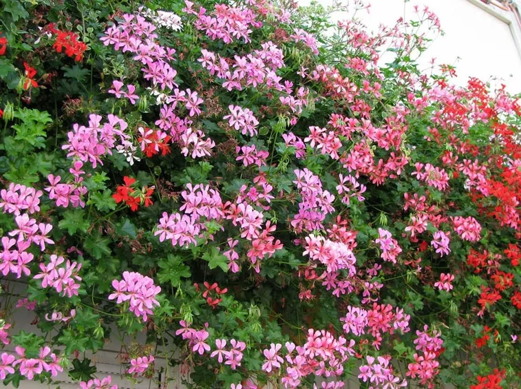 Cascata di fiori di geranio edera