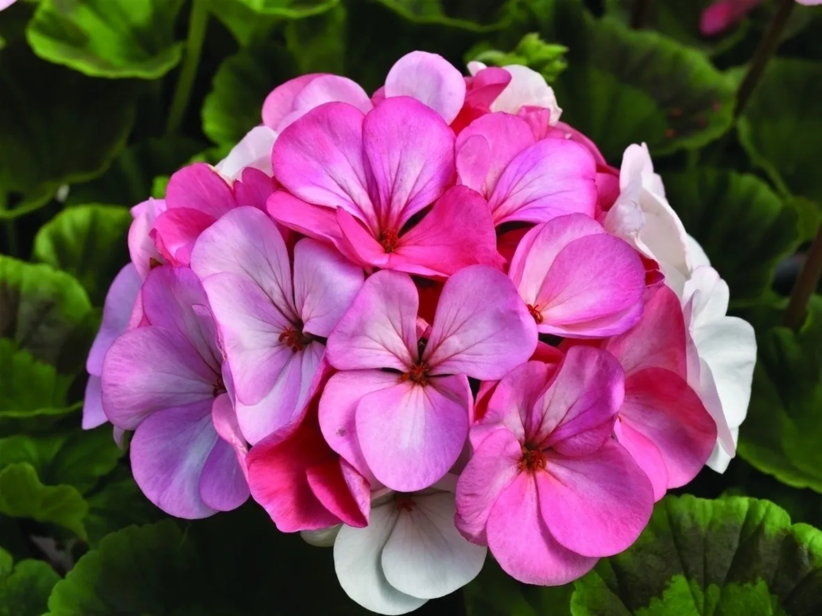 Bellissimo fiore di geranio