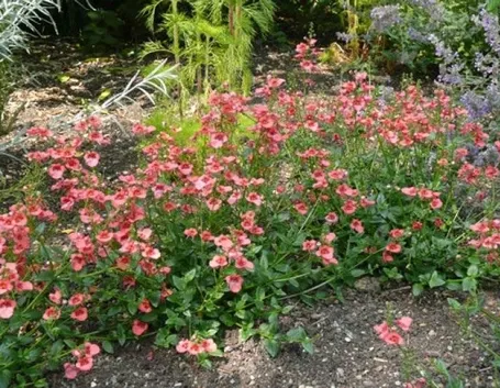 Piante di diascia