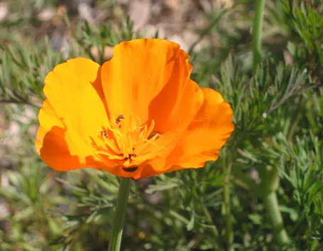 Fiore di escolzia californica