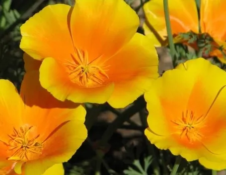 I caratteristici fiori gialli dell'escolzia