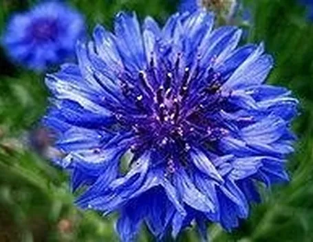 fiore fiordaliso