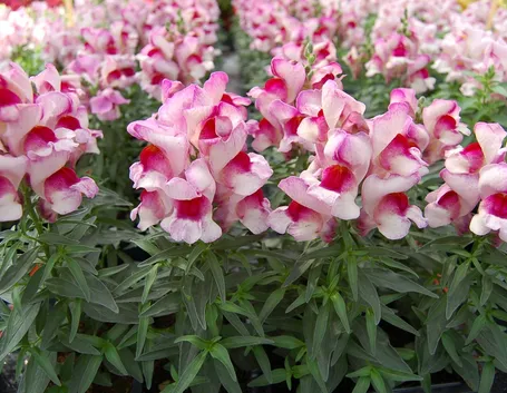 Piante di bocche di leone