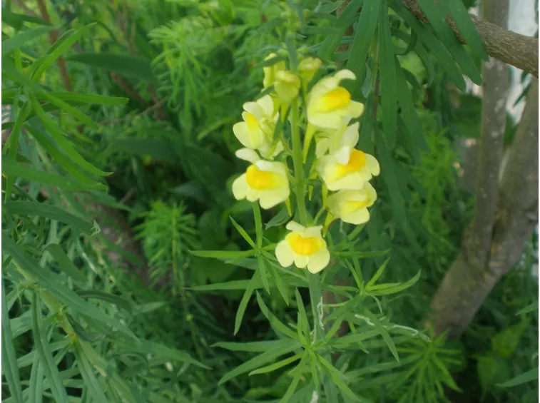 Un esemplare di bocca di leone di colore giallo