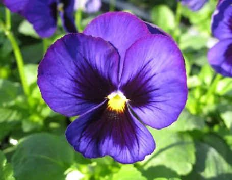 Un esemplare di viola