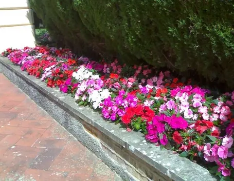 Bordura di Impatiens