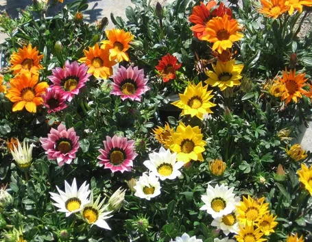 fiori gazania